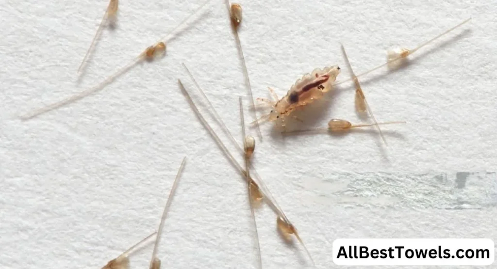 What do Lice Eggs look like on paper towel